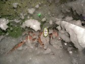 <p>Pub Eva y Adan Noche de Espuma</p>