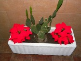 <p>Pub Eva y Adan Navidad</p>
